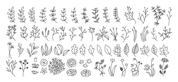 花、枝、叶组植物黑线图片下载