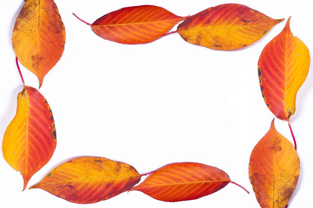 秋叶边境图片下载