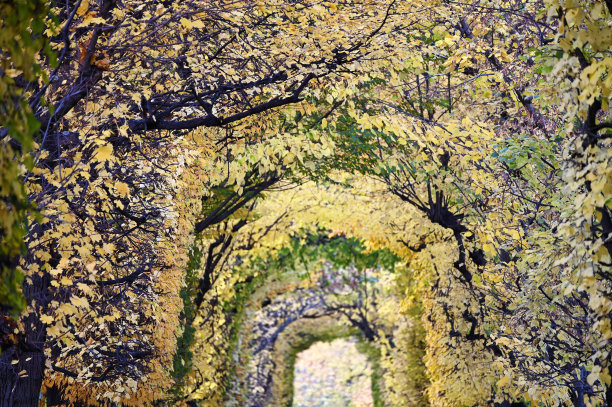 秋天的维也纳，树叶五彩缤纷的树木图片下载