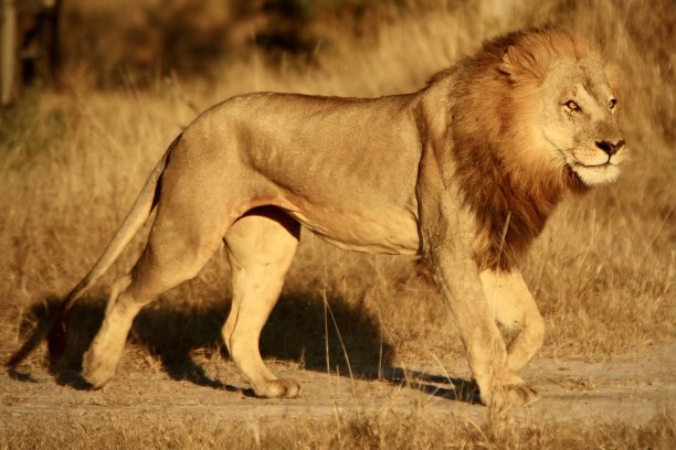 在这黄金时间里四处走动图片下载