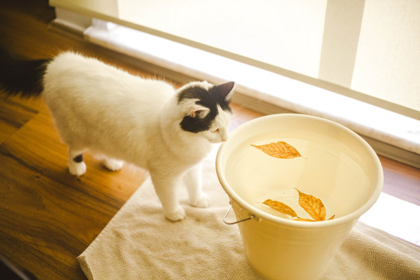 Cat在家富集图片下载