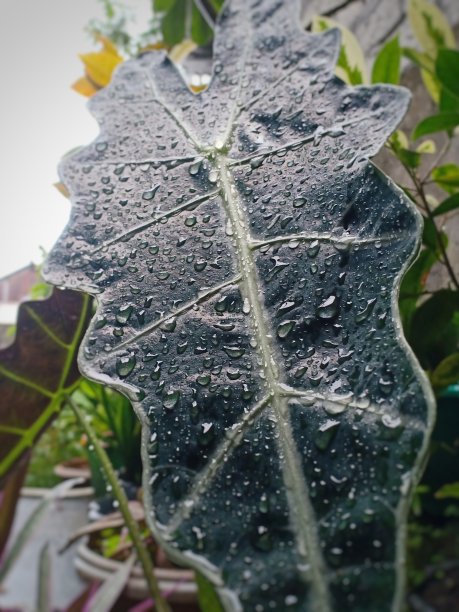 大象的耳朵植物图片下载