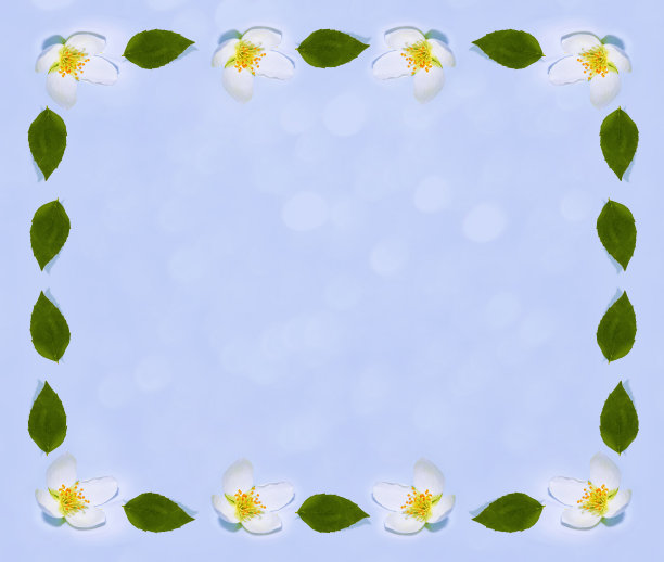 茉莉花图片下载