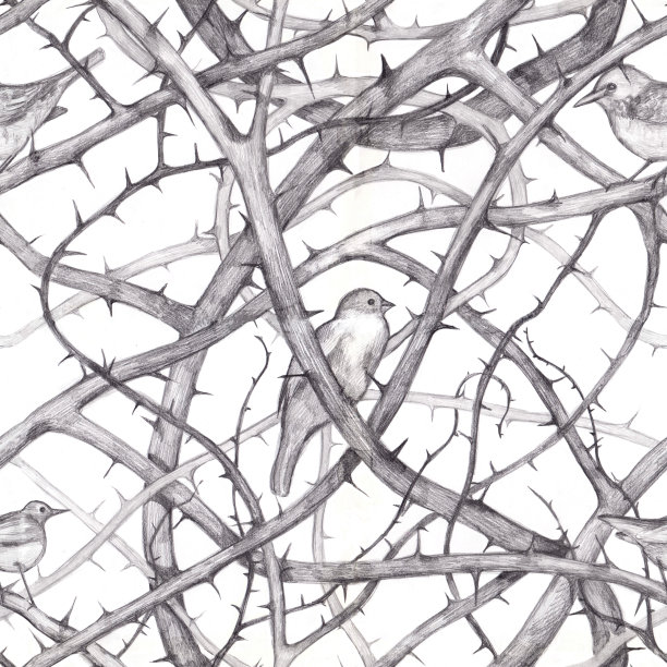 鸟在荆棘上无缝图案。手铅笔绘图。设计织物，纸张，纺织品，壁纸，网页，婚礼邀请函。复古风格。花卉装饰。图片下载