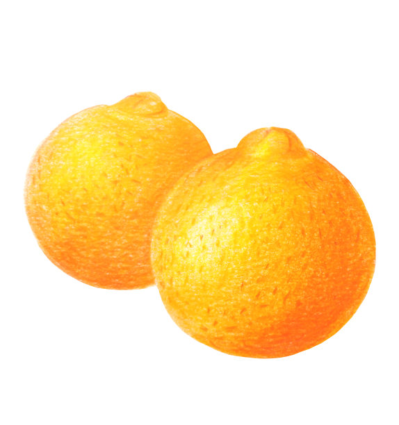 新鲜成熟的橙子配白色。彩色铅笔画画图片下载