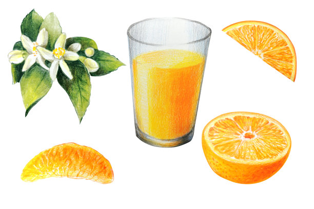 一组橙色元素，橘子片，树枝和叶子，花和一杯橙汁图片下载