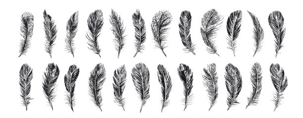 一组鸟羽毛。手绘素描风格。图片下载