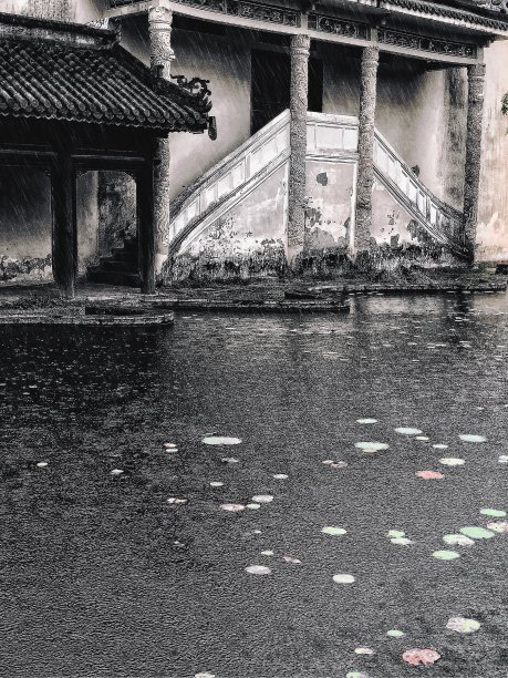 雨水倾泻在荷塘里图片下载