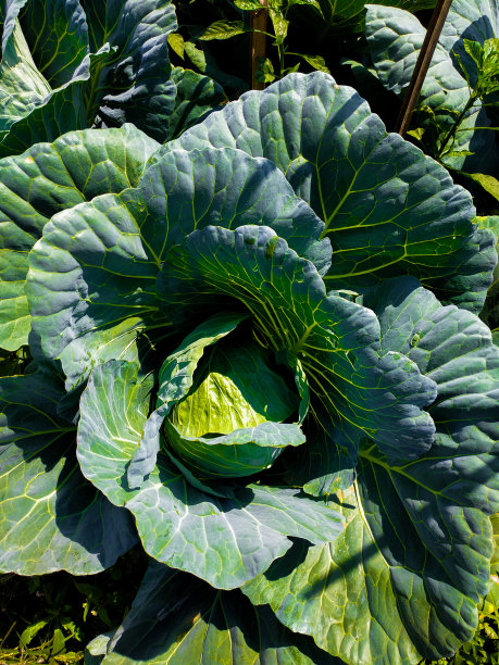 蔬菜爱图片下载