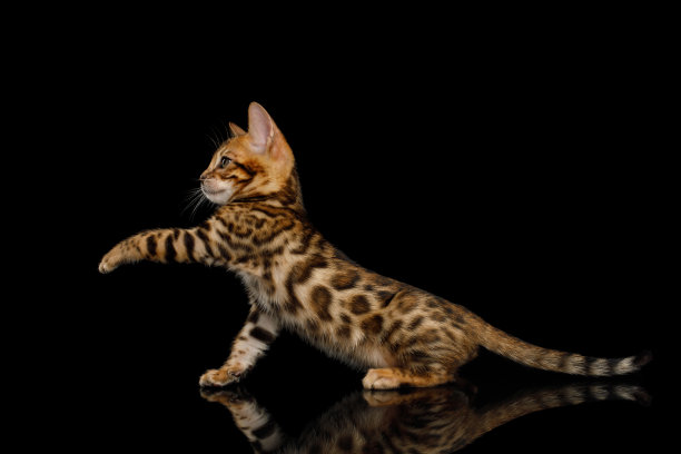 孟加拉小猫在黑色的背景图片下载