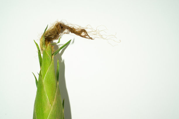 一块未剥皮的玉米图片下载