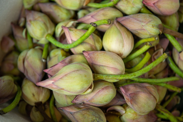 采购产品莲花，背景，粉红色，花卉图案图片下载