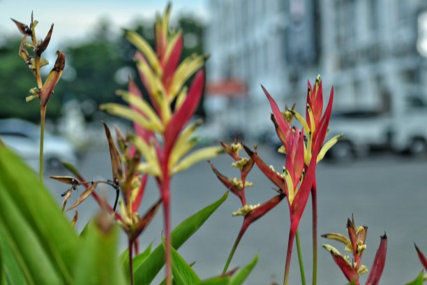 heloconia花图片下载