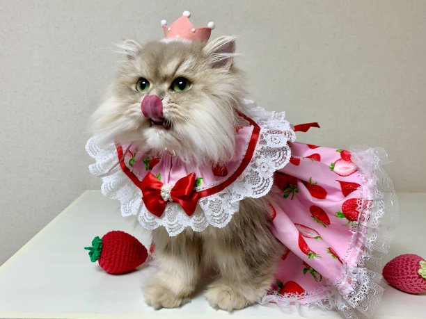 公主猫图片下载