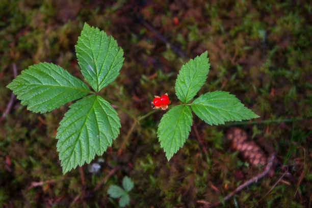 甜的红色和成熟的核树莓在夏天的自然。悬钩子或石荆棘。图片下载
