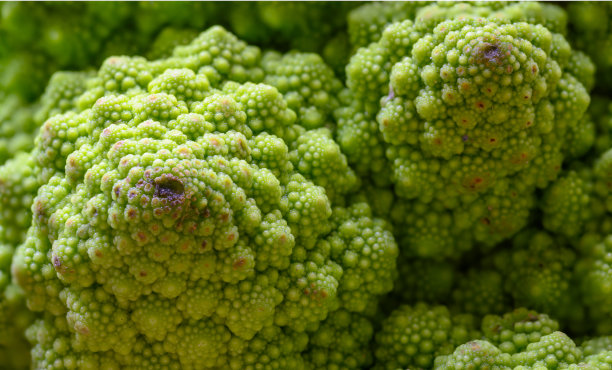 宏观的美丽纹理的绿色罗马花椰菜图片下载