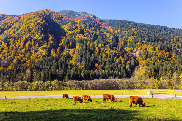 放牧奶牛的绿色牧场图片下载