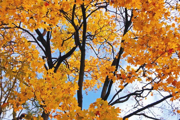 秋天的树枝与橙色的树叶在蓝天的背景图片下载