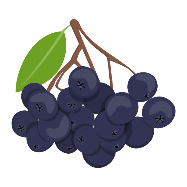 黑花楸子病媒分离。分支的植物图片下载