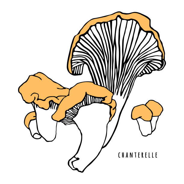 森林蘑菇。鸡油菌印花图案。蘑菇的轮廓孤立在白色。插图，罐头产品的标签。图片下载