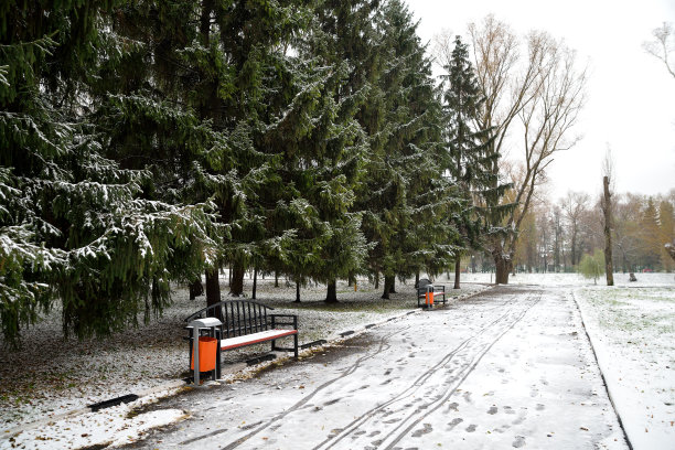 城市公园里的小巷里，白雪覆盖着针叶树。横向视图图片下载