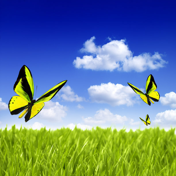 美丽的多色真正的蝴蝶在绿色的背景上飞行图片下载