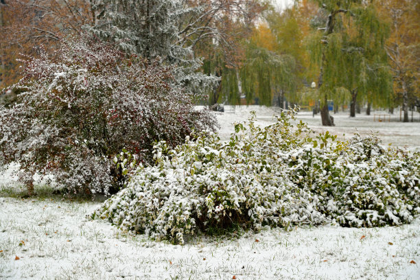 秋天在城市公园的绿色灌木丛是白色的雪。横向视图图片下载