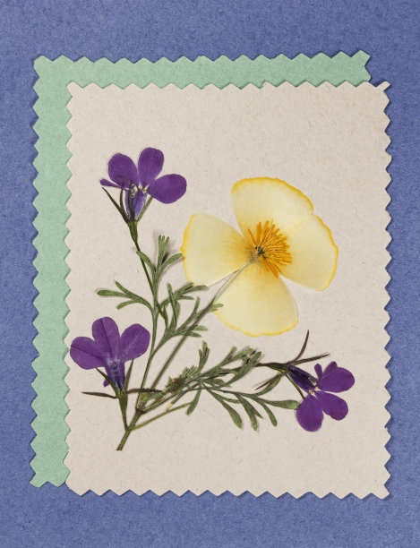 彩色背景上的花束。干燥花小花。生态风格。丁香和半边莲的压榨和干花。用于明信片、请柬、问候或祝贺。剪贴簿元素。图片下载