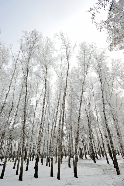 城市公园里的白桦树小巷。肖像取向图片下载