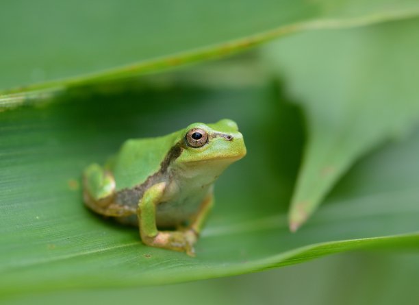 日本树蛙图片下载