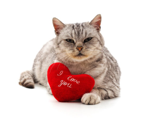 有玩具心的猫。图片下载