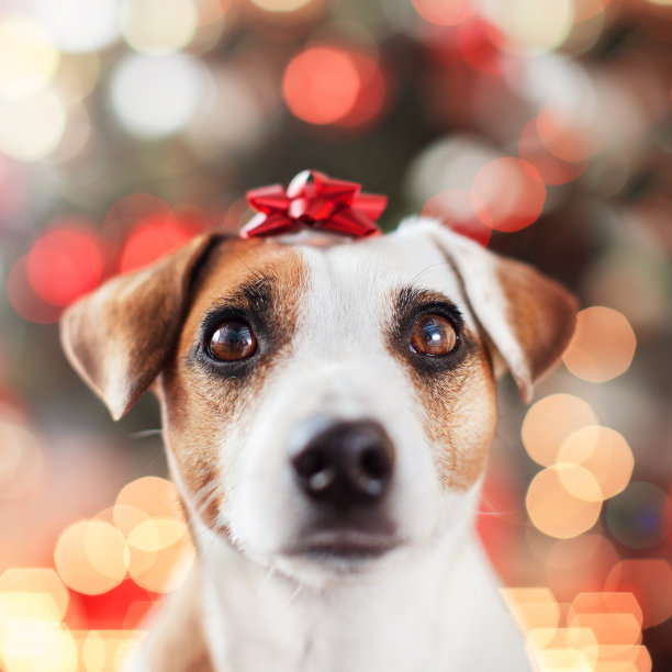 圣诞树旁的狗图片下载