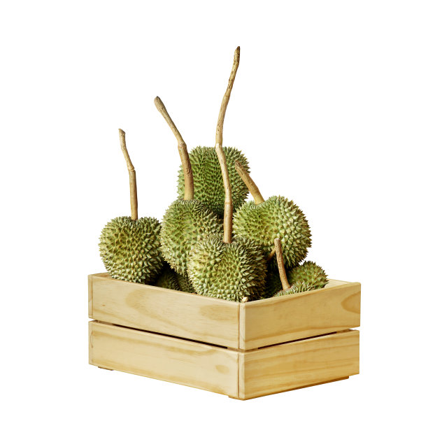木箱里的榴莲果实在白色背景上被隔离图片下载