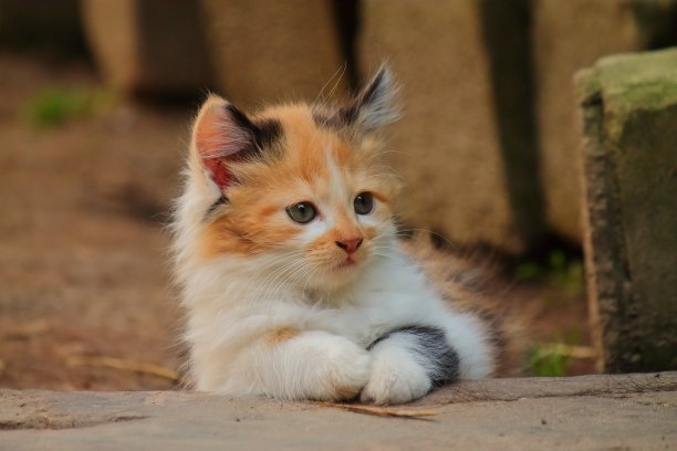 小红猫正在休息。一只红白相间的小猫很可爱地躺在地上图片下载