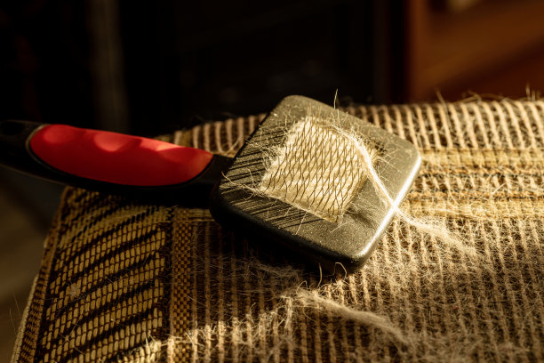 羊毛宠物绒与清洁清除工具在纺织家具上。太阳的光。头发梳理宠物。国内清洁概念图片下载