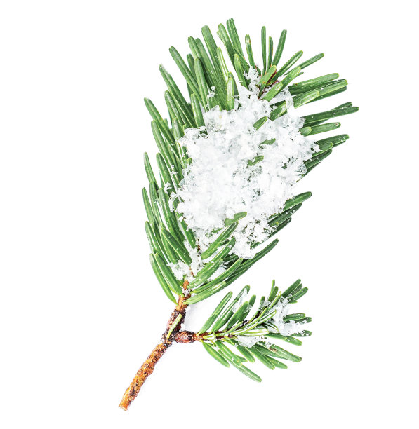 冷杉树枝与雪孤立在白色的背景。前视图。圣诞快乐的概念图片下载