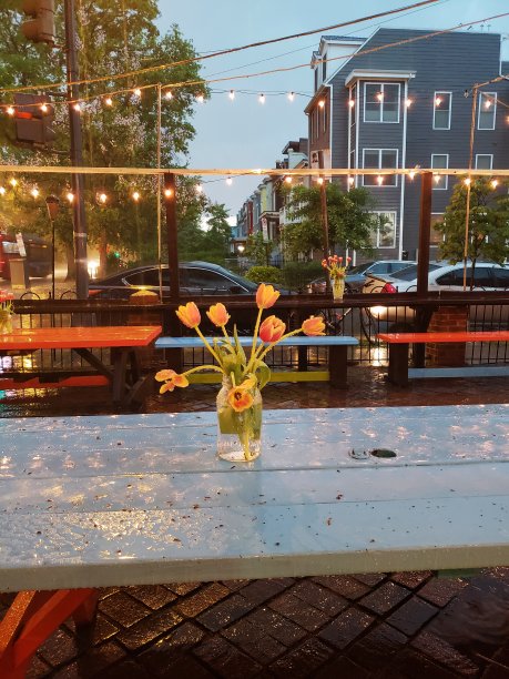 雨中的花图片下载