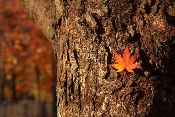 秋天的颜色图片下载