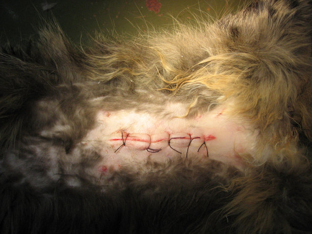 缝合动物的皮肤，手术后缝合兽医切口图片下载