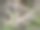 在一个阳光明媚的春日，一只灰棕色的大蜥蜴躲在荆棘和绿草中。在自然条件下捕猎蜥蜴图片下载