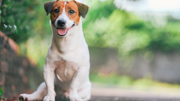 可爱快乐的小狗玩棍子图片下载