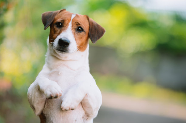 特写的一个顽皮的杰克罗素梗站在两脚等待一个球/款待图片下载