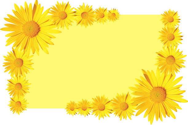 黄色雏菊花的角落安排在黄色的背景图片下载