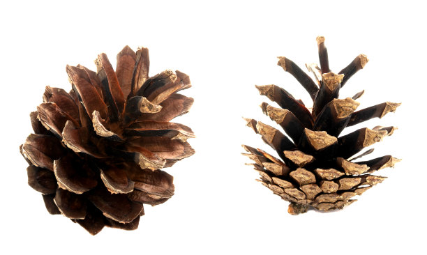 松果。图片下载