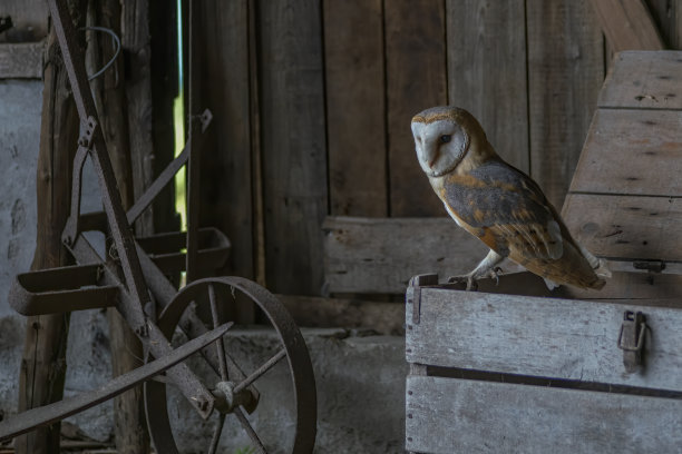 可爱和美丽的谷仓猫头鹰(Tyto alba)在一个旧谷仓。图片下载