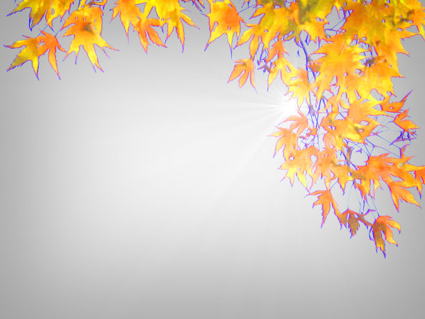 抽象背景与框架边框的黄色秋叶图片下载