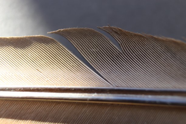 鸟的羽毛羽毛的羽毛图片下载