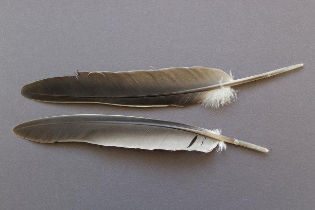 鸟的羽毛羽毛的羽毛图片下载