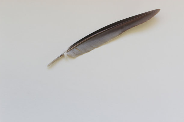 鸟的羽毛羽毛的羽毛图片下载