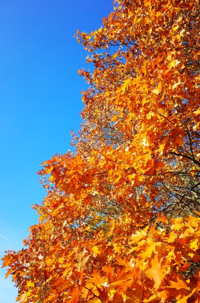 金秋在落叶林中图片下载